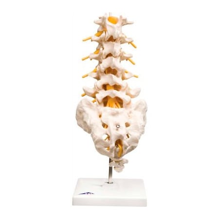 Fabrication Enterprises 3B Anatomical Model - Lumbar Spinal Column 964942